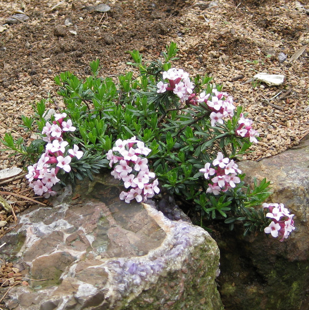 Daphne x hendersonii 'Rosebud'